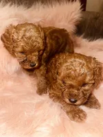 Mercedes, a female Poodle - Toy  for sale in Riverside, CA – Photo 5 of 6