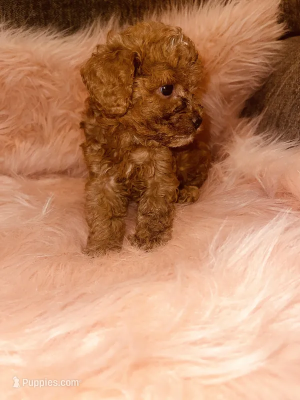 Mercedes, a female Poodle - Toy  for sale in Riverside, CA – Photo 1 of 6