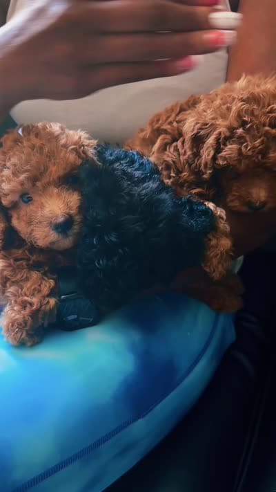 Brown, a male Poodle - Toy  for sale in Riverside, CA – 3 of 3