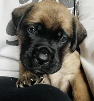 Pink girl, a female English Mastiff for sale in Wausau, WI – 1 of 5