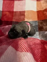 Pink Male, a male English Mastiff for sale in Wausau, WI – 2 of 2