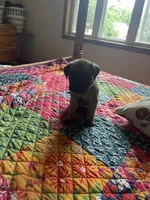 Pink girl, a female English Mastiff for sale in Wausau, WI – 4 of 5