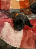 Orange Male, a male English Mastiff for sale in Wausau, WI – 1 of 2