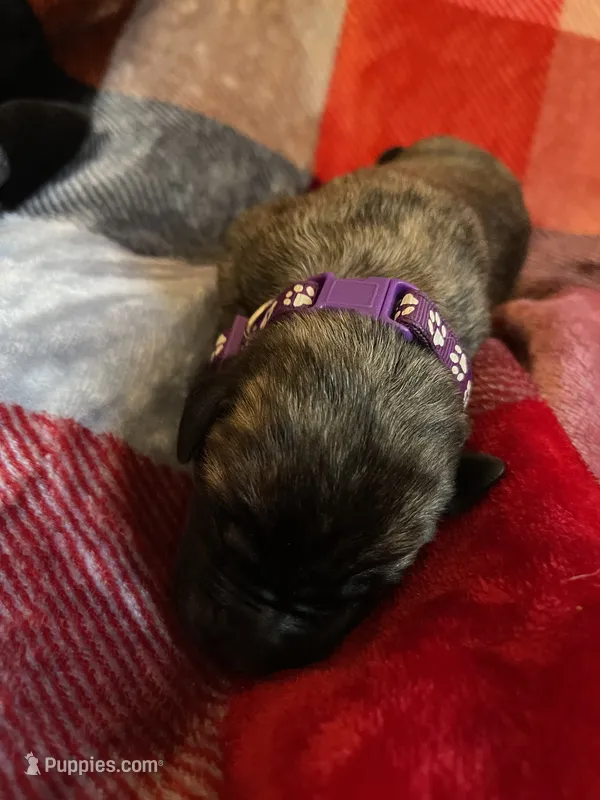 Purple Male – English Mastiff puppy for sale in Wausau, WI