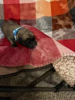 Turquoise Male, a male English Mastiff for sale in Wausau, WI – 2 of 2
