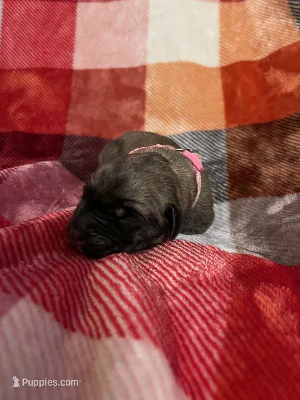 Pink Male – English Mastiff puppy for sale in Wausau, WI
