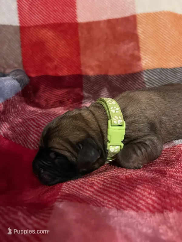 Lime green girl – English Mastiff puppy for sale in Wausau, WI