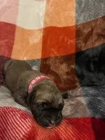Raspberry Male, a male English Mastiff for sale in Wausau, WI – 2 of 2