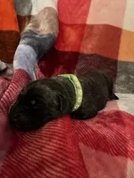 Green Male, a male English Mastiff for sale in Wausau, WI – 2 of 2