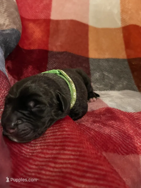 Green Male – English Mastiff puppy for sale in Wausau, WI