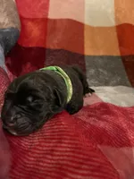 Green Male, a male English Mastiff for sale in Wausau, WI – 1 of 2
