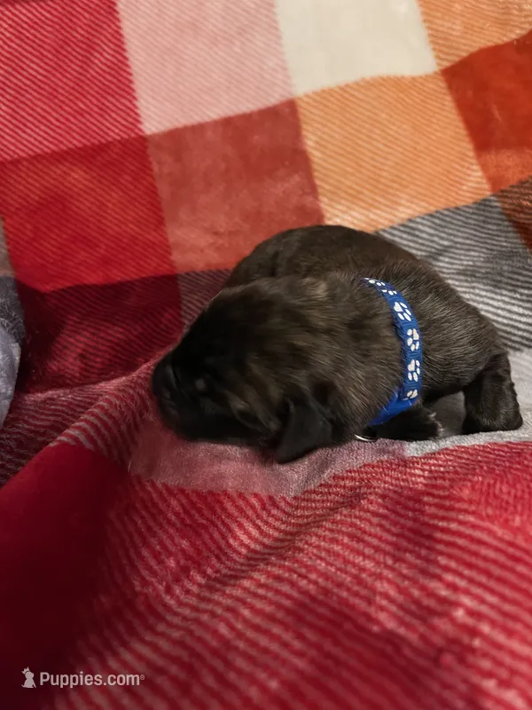 Dark blue Male – English Mastiff puppy for sale in Wausau, WI