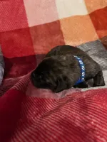 Dark blue Male, a male English Mastiff for sale in Wausau, WI – 1 of 2