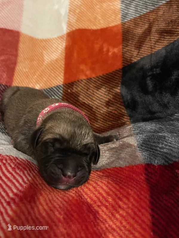 Raspberry Male – English Mastiff puppy for sale in Wausau, WI