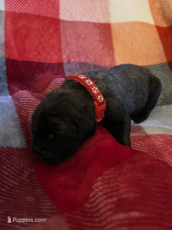 Red boy – English Mastiff puppy for sale in Wausau, WI