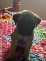 Pink girl, a female English Mastiff for sale in Wausau, WI – 5 of 5