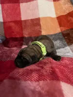 Lime green girl, a female English Mastiff for sale in Wausau, WI – 2 of 2