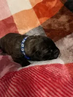 Dark blue Male, a male English Mastiff for sale in Wausau, WI – 2 of 2