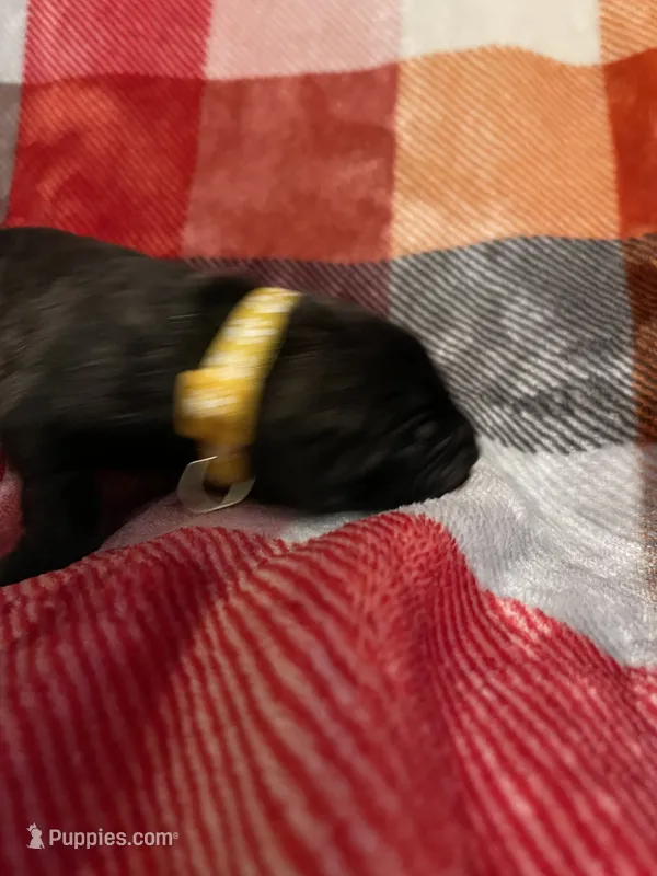 Yellow Male – English Mastiff puppy for sale in Wausau, WI