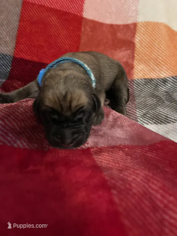 Turquoise Male – English Mastiff puppy for sale in Wausau, WI