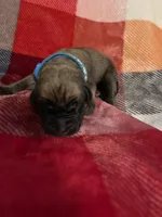 Turquoise Male, a male English Mastiff for sale in Wausau, WI – 1 of 2