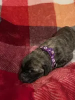 Purple Male, a male English Mastiff for sale in Wausau, WI – 2 of 2