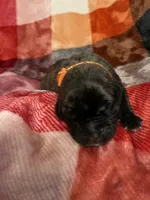 Orange Male, a male English Mastiff for sale in Wausau, WI – 2 of 2