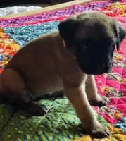 Pink girl, a female English Mastiff for sale in Wausau, WI – 3 of 5