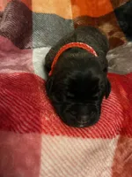 Red boy, a male English Mastiff for sale in Wausau, WI – 2 of 2