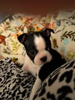 Liberty , a female Boston Terrier for sale in Lanesville, IN – 4 of 9