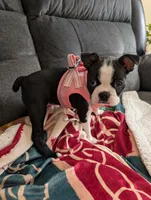 Liberty , a female Boston Terrier for sale in Lanesville, IN – 8 of 9