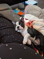 Liberty , a female Boston Terrier for sale in Lanesville, IN – 7 of 9