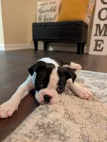 Scotty Boy , a male Boston Terrier for sale in Lanesville, IN – Photo 1 of 2
