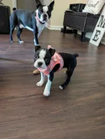 Liberty , a female Boston Terrier for sale in Lanesville, IN – 9 of 9