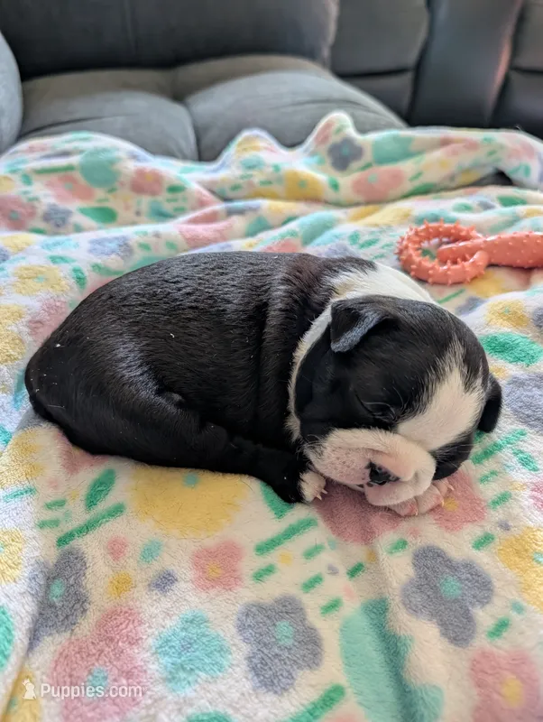 Liberty  – Boston Terrier puppy for sale in Lanesville, IN