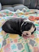 Liberty , a female Boston Terrier for sale in Lanesville, IN – 1 of 9