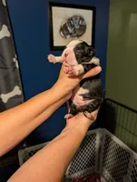 Liberty , a female Boston Terrier for sale in Lanesville, IN – 2 of 9