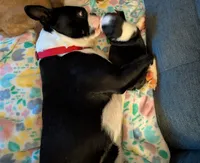 Liberty , a female Boston Terrier for sale in Lanesville, IN – 3 of 9