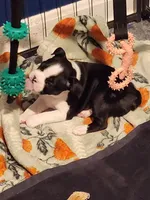 Ethel , a female Boston Terrier for sale in Lanesville, IN – Photo 3 of 3