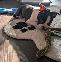 Ethel , a female Boston Terrier for sale in Lanesville, IN – Photo 2 of 3