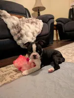 Ethel , a female Boston Terrier for sale in Lanesville, IN – Photo 1 of 3