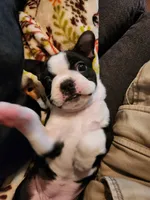 Liberty , a female Boston Terrier for sale in Lanesville, IN – 10 of 10