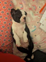 Liberty , a female Boston Terrier for sale in Lanesville, IN – 6 of 9