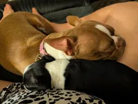 Liberty , a female Boston Terrier for sale in Lanesville, IN – 5 of 9