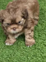 Bubbles, a male Shih Tzu for sale in North Webster, IN – Photo 2 of 5