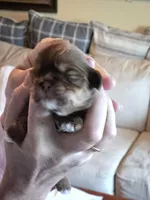 Bubbles, a male Shih Tzu for sale in North Webster, IN – Photo 5 of 5