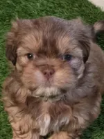 Bubbles, a male Shih Tzu for sale in North Webster, IN – Photo 1 of 5