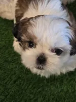 Mia, a female Shih Tzu for sale in North Webster, IN – Photo 1 of 6