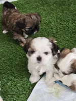 Mia, a female Shih Tzu for sale in North Webster, IN – Photo 2 of 6