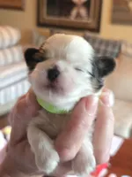 Mia, a female Shih Tzu for sale in North Webster, IN – Photo 4 of 6